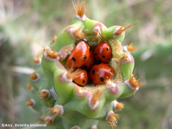 Bronte Insieme Galleria Fotografica Le foto Nido di coccinelle